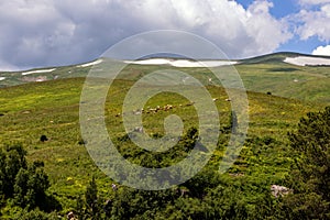 walking domestic cows in alpine meadows at the beginning of the summer period alone with nature.