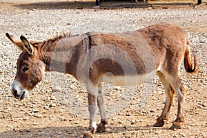 Walking donkey