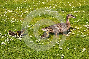 Walking duck with ducklings.walk in city birds safety