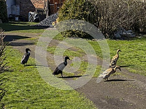 Walking ducks, walking on the lawn in early spring