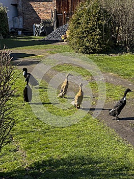 Walking ducks, walking on the lawn in early spring