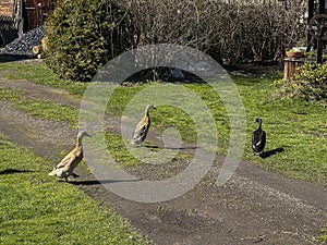 Walking ducks, walking on the lawn in early spring