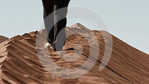 Walking on  dune sand, Namibia