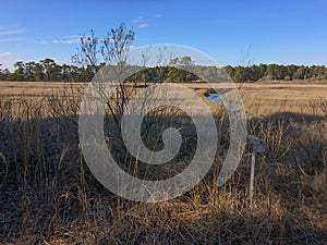 Walking Dunes Trail at Cape Henlopen State Park, Lewes, Delaware                           Ds