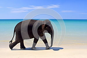 Walking elephant