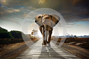 Unico elefante che cammina in una strada con il Sole da dietro.