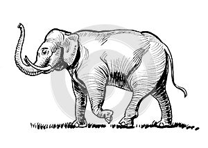 Walking elephant