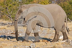 Walking elephant