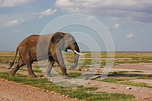 Walking elephant