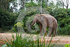 Walking Elephant