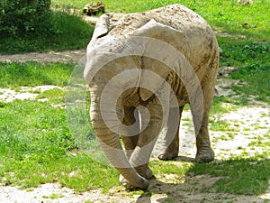 Walking Elephant