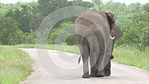 Walking elephant in the bush