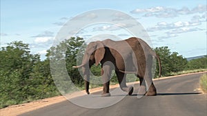 Walking elephant in the bush