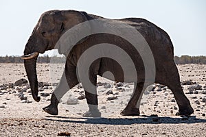 Walking Elephant in Etosha National Park, Namibia