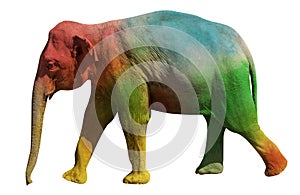 Walking elephant painted in psychedelic  colors red, green, blue and yellow. Side view isolated on white