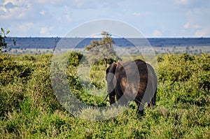 Walking elephant seen from behind, Amboseli National Park, Kenya, Africa