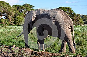 Walking elephant seen from behind, Masai Mara