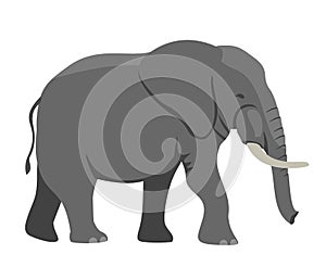 Walking Elephant simple vector Illustration. Big gray african elephant with white tusks. Vector illustration, flat