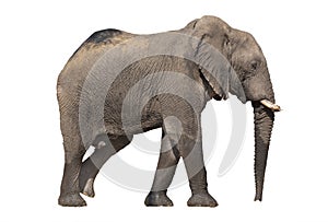 Walking elephant on white