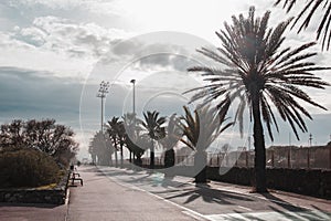 Walking the empty paved path with benches and palm trees on the