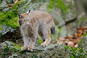 Walking eurasian wild cat Lynx on green moss stone in green forest in background