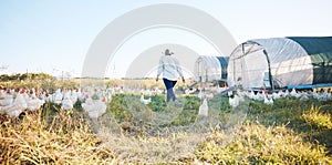 Walking, farm or farmer farming chicken on field harvesting poultry livestock in small business. Dairy production, back