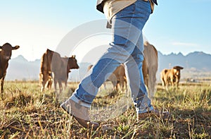 Walking farmer, cows and countryside with farming shoes in a field with animals. Sustainability worker, outdoor and