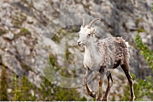 Walking female Stone Sheep Ovis dalli stonei