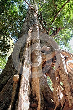 Walking ficus, a banyan tree with sprawling, twisted roots in a Southeast Asian woodland