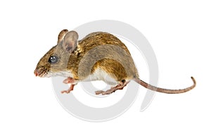 Walking Field Mouse on white background