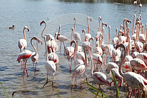 Walking flamingos in french Camargue