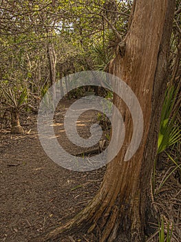 Walking Through a Florida Forest with a Textured Cypress Tree in the Foreground