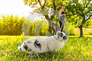 Walking a fluffy pet rabbit on a leash. Black and white fluffy rabbit on a leash. Little bunny with big ears on grass in