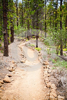 Walking footpath in the forest near Vilaflor photo