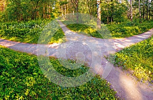 The walking footpaths intersect in the park in summer in sunny weather