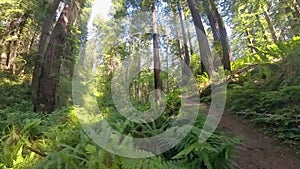 Walking through Forest of Ferns and Trees