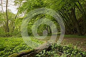 Walking in Forest Germany