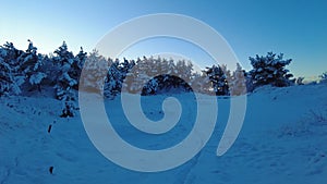 Walking in the forest after heavy snow with trees and calm weather