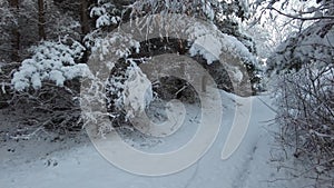 Walking in the forest after heavy snow with trees and calm weather