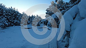 Walking in the forest after heavy snow with trees and calm weather