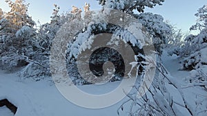 Walking in the forest after heavy snow with trees and calm weather