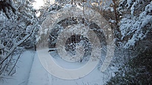 Walking in the forest after heavy snow with trees and calm weather