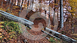 Walking the forest path on a sunny autumn day