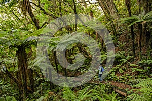 The forest of Rarua Trail at Stewart Island in the South Island of New Zealand.