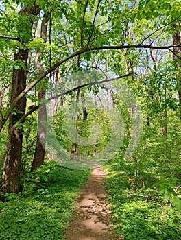 Walking through the forest.  Spring represents the rebirth of nature.  The fresh leaves of the trees delight our eyes and souls