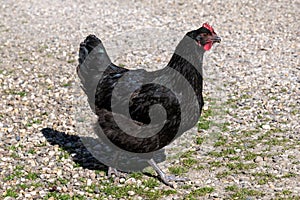 Free range black feathered hen of sustainable farm in chicken garden. photo