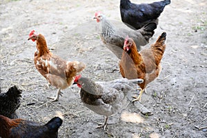Happy farm hens - free range hens of sustainable farm in chicken garden. photo