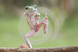 Walking Frog