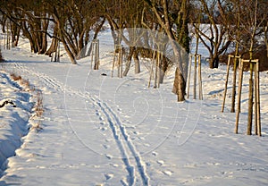 Walking in the frozen sun-drenched landscape means walking on the paths and not disturbing the animals in nature because they do n