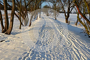 Walking in the frozen sun-drenched landscape means walking on the paths and not disturbing the animals in nature because they do n